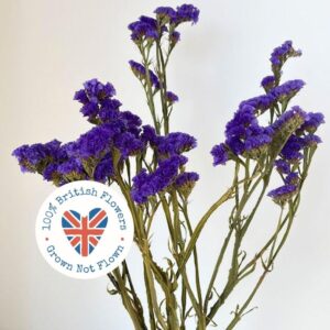 Statice Sinuata, Natural Blue Purple, Dried, 60-80cm ~ BRITISH GROWN