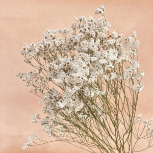Limonium sinensis, Natural White, Dried, 70cm