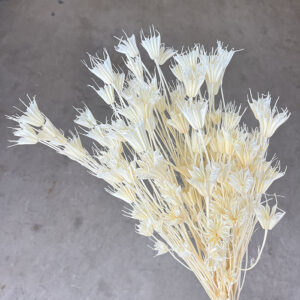 Nigella Orientalis, Dried Seed Pods, White (Love-in-a-Mist) 60cm