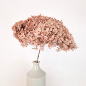 Hydrangea, Preserved, Nude, 50cm