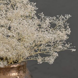 Preserved Mini Gypsophila