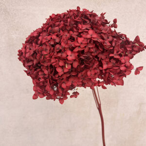 Hydrangea Annabelle, Deep Red, Preserved, 50cm