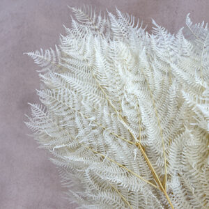 Bracken Ferns, Bleached Creamy White, Preserved, 65cm