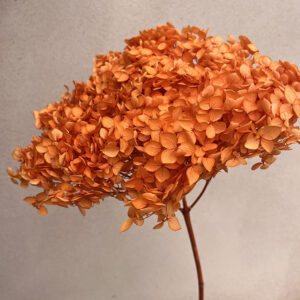 Hydrangea Annabelle, Pumpkin Orange, Preserved, 50cm