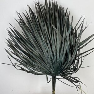 Fan Palms, Jade Black, Dried
