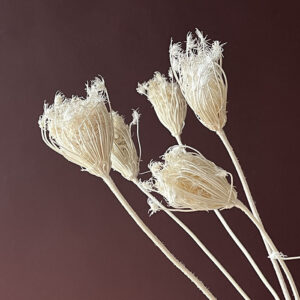 Fennel, Dried Seed Heads, Bleached White, 60cm