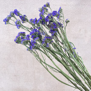 Statice sinuata, Natural Blue, Dried, 70cm