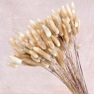 Lagurus Grass, Natural Light Brown, Dried (Bunny Tails) ~ BOX DEAL