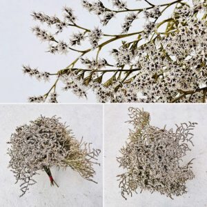 Statice Tatarica Dumosa, Natural White, Dried, up to 40cm 1KG ~ BOX DEAL