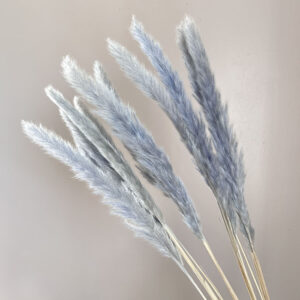 Mini Pampas, Cool Blue Grey, Dried (Tail Reed) 70cm