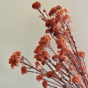 Rice Flower, Coral Peach, Dried (Ozothamnus) 70cm