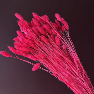 Phalaris, Hot Pink, Dried (Canary Grass) 100g 70cm