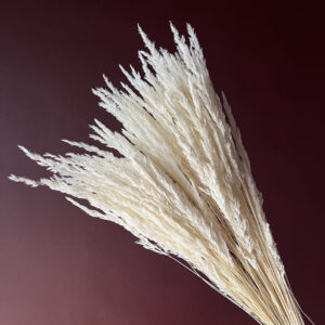 Cristina Grass, White, Dried (Piumetta) 80cm