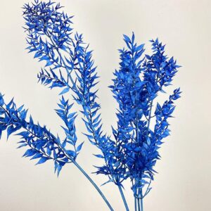 Ruscus acu. Blue, Preserved, 70cm