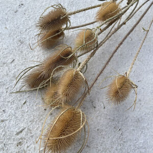 Teasels, Natural, Dried, 90cm (Thistles)