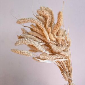 Foxtail Millet, Ivory, Dried (Setaria pendula) 60-70cm