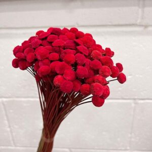 Botao Buttons, Red, Dried, 100g 60cm