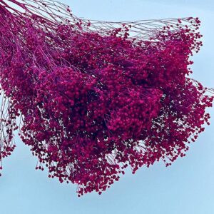 Broom Bloom, Deep Magenta Pink, Dried, 60cm