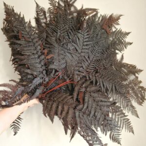 Bracken Ferns, Dark Brown, Preserved, 80cm