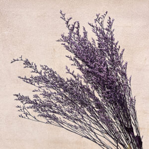 Limonium Caspia, Lavender Purple, Preserved, 70cm