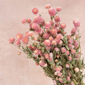 Globe Amaranth, Natural Pale Pink, Dried (Gomphrena) 55cm