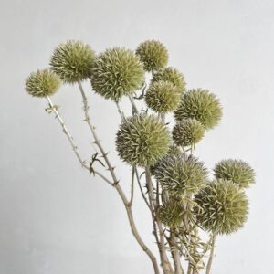 Echinops, Natural Pale Green, Dried (Globe Thistles) 50cm