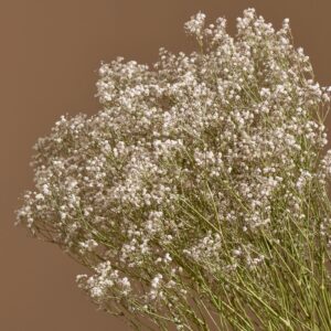 Gypsophila Cosmic, Natural White, Dried (Baby’s Breath) 70cm BULK BUY