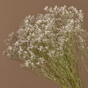 Gypsophila Cosmic, Natural White, Dried (Baby’s Breath) 70cm