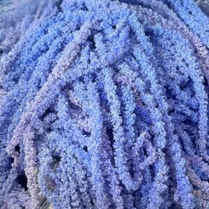 Amaranthus caudatus, Lavender Blue, Preserved(Cascading) up to 110cm
