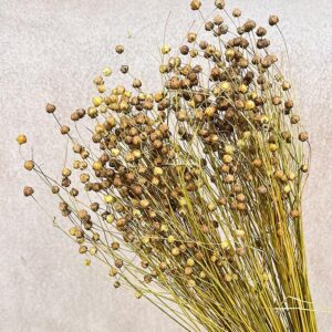 Bubble Flax, Natural Light Brown, Dried (Linum) 60cm 100g