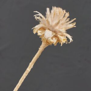 Leucadendron Plumosum, White to Ivory, Dried (Star Cone) up to 40cm
