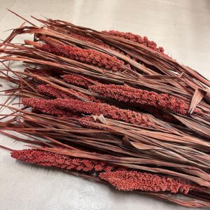 Canary Millet, Burnt Orange, Dried (Setaria Italica) 60-70cm