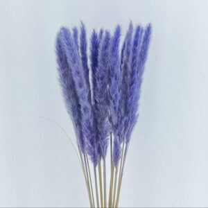 Mini Pampas, Lavender, Dried (Tail Reed) 75cm 