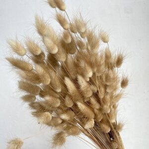 Lagurus Grass, Natural Light Brown, Dried (Bunny Tails) 50-70cm 100g