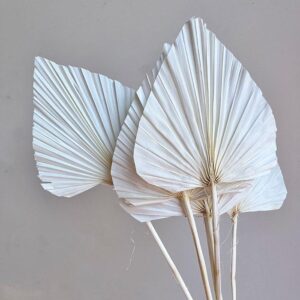 Palm Spears, White, Dried, Medium, 45cm