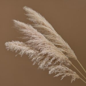 Pampas Grass, Natural Beige, Dried (Cortaderia Selloana) 115cm Plume 60cm BOX DEAL