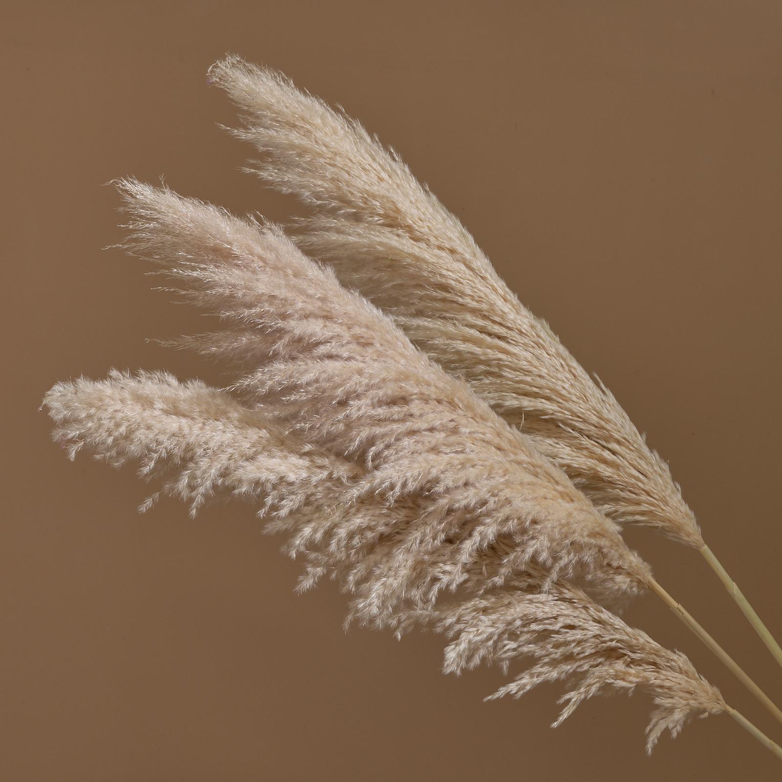 Category Image