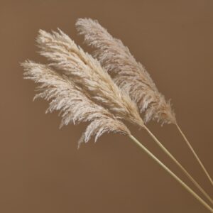 Pampas Grass, Natural Beige, Dried (Cortaderia Selloana) 115cm Plume 60cm