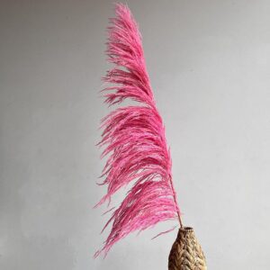 Pampas Grass Sacuara, Light Pink Shades, Dried, Fluffy (Cortaderia) 145cm Plume 100-110cm