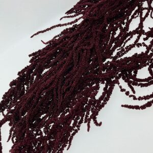 Amaranthus caudatus, Burgundy, Preserved (Verdissimo) up to 90cm