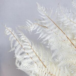 Bracken Ferns, Bleached White, Preserved, 65cm