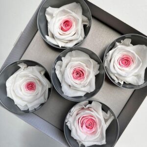 Roses, White and Pink, Preserved, x5 blooms, 7cm (Verdissimo®)