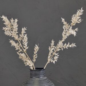 Ruscus, Bleached Creamy White, Preserved, 70cm