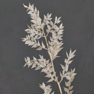 Ruscus, Bleached White, Preserved, 70cm