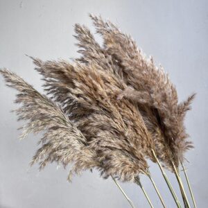 Pampas, Fluffy Dried Wild Reed Grass, Natural Light Brown, 95cm