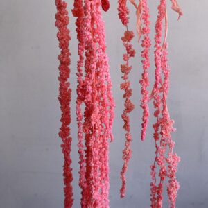 Amaranthus caudatus, Pink Shades, Preserved (Cascading) up to 60cm