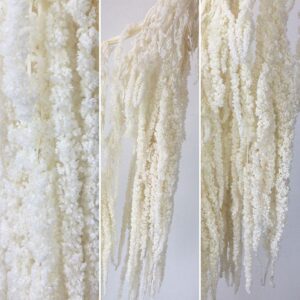 Amaranthus caudatus, Bleached White, Preserved (Cascading) up to 90cm