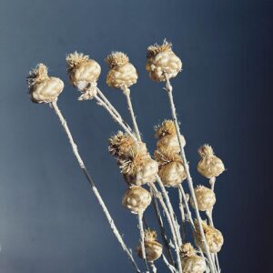 Knapweed Giant Buds, Natural Light Brown, Dried (Centaurea macrocephala) 90cm