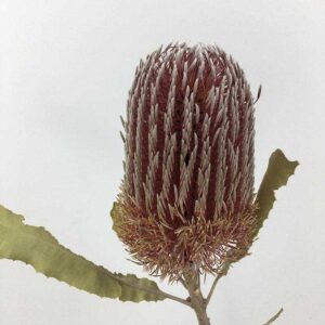 Banksia Menziessii, Natural Pink, Dried, 30-40cm
