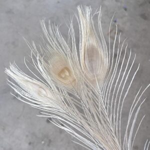 Peacock Feathers, White, 70cm